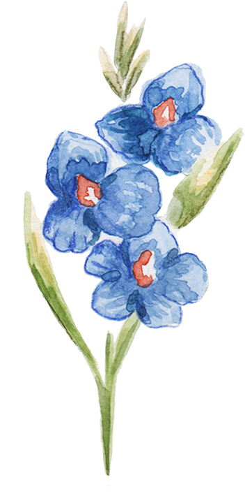 Hand-Painted Watercolor Gladioli Filipino Flower Illustration