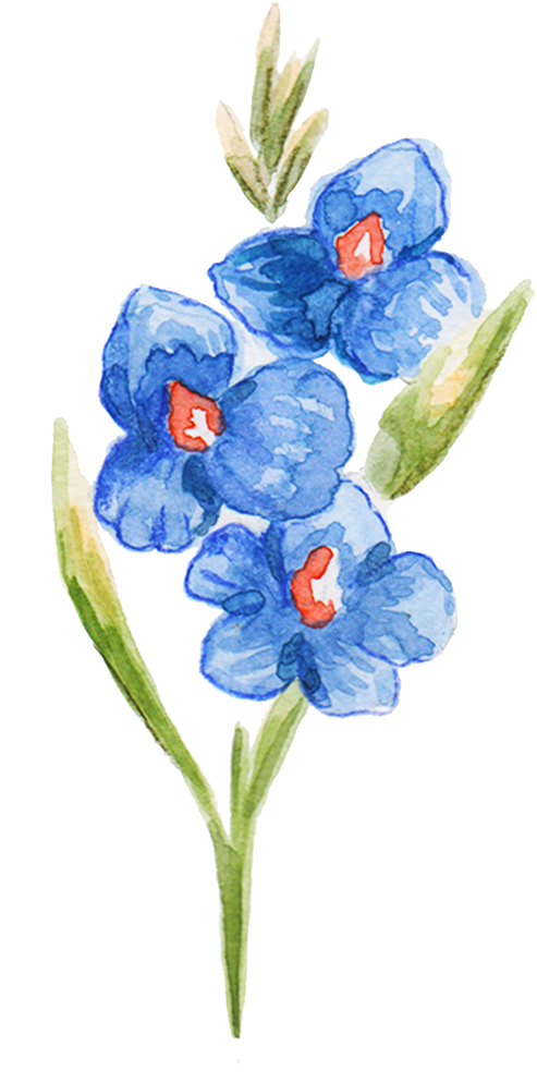 Hand-Painted Watercolor Gladioli Filipino Flower Illustration